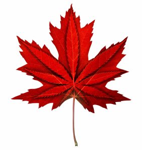 Red maple leaf with a weed leaf isolated on white background.